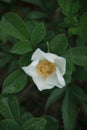 Wild white rose Royalty Free Stock Photo