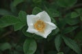 Wild white rose Royalty Free Stock Photo