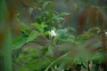 Wild white rose Royalty Free Stock Photo