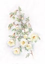 Wild white roses watercolor painting