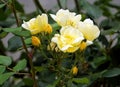 Wild white roses with a yellow tint in the garden.