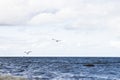 Wild white sea gull ocean sea bird flying over sea the wing show freedom of life white blue tone nature seascape Royalty Free Stock Photo