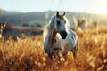 wild white with spots horse grazing in a meadow at sunset