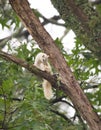 A Wild White Squirrel, Product of Genetic Mutation