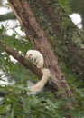 A Wild White Squirrel, Product of Genetic Mutation