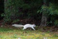 A Wild White Squirrel, Product of Genetic Mutation