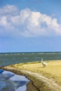 A wild white swan at the Danube delta near the zero kilometer, Odessa region, Ukraine Royalty Free Stock Photo