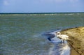 A wild white swan at the Danube delta near the zero kilometer, Odessa region, Ukraine Royalty Free Stock Photo