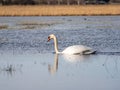 A wild white swan in the natural reserve in the Canton of Zurich in Switzerland - 3