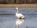 A wild white swan in the natural reserve in the Canton of Zurich in Switzerland - 7