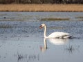 A wild white swan in the natural reserve in the Canton of Zurich in Switzerland - 5