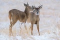 Wild White-tailed Deer on the High Plains of Colorado Royalty Free Stock Photo