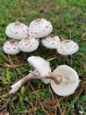 wild white toxic amanita citrina mushroom