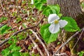 Wild White Trillium In A Northern Forest