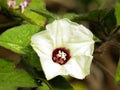 Wild white unknown flower near Barunei