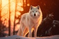 Wild white wolf in the forest in winter, generated by AI