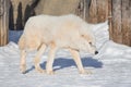 Wild white wolf is walking on white snow. Canis lupus arctos. Polar wolf or alaskan tundra wolf Royalty Free Stock Photo