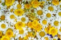 Wild white and yellow daisy flowers background, common daisy, dog daisy, daisies, oxeye daisy Royalty Free Stock Photo