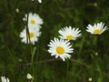 Wild white and yellow dasies