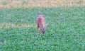 Whitetail deer eating in green field Royalty Free Stock Photo