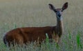 Whitetail doe standing in high grass Royalty Free Stock Photo