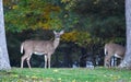 Wild whitetail deer standing on edge of forest Royalty Free Stock Photo