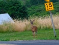 Whitetail deer standing next to street sign Royalty Free Stock Photo