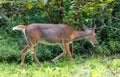 Whitetail deer walking in forest in Pennsylvania Royalty Free Stock Photo