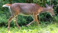 Whitetail deer walking in forest Royalty Free Stock Photo