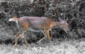 Whitetail deer walking along edge of forest Royalty Free Stock Photo