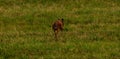 Whitetail deer walking away in field Royalty Free Stock Photo