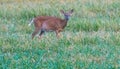 Whitetail deer walking in green grass Royalty Free Stock Photo