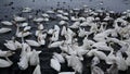 Wild whooper swans feeding on lake Svetloye in the Altai territory in winter