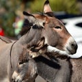 The Wild Wild Burro's of Oatman