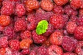 Wild raspberries collected in the forest from wild shrubs Royalty Free Stock Photo