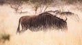 Wild Wildebeest or gnu close ups in Kruger National Park, South Africa Royalty Free Stock Photo