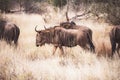 Wild Wildebeest or gnu close ups in Kruger National Park, South Africa Royalty Free Stock Photo