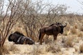 Wild Wildebeest Gnu Royalty Free Stock Photo