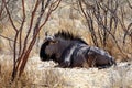 Wild Wildebeest Gnu Royalty Free Stock Photo