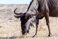 A wild Wildebeest Gnu grazing grassland Royalty Free Stock Photo