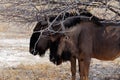 Wild Wildebeest Gnu Royalty Free Stock Photo