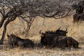 Wild Wildebeest Gnu Royalty Free Stock Photo