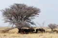 Wild Wildebeest Gnu Royalty Free Stock Photo