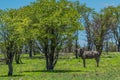 Wild wildebeest, gnu standing on green grass at Etosha National Park, Namibia Royalty Free Stock Photo