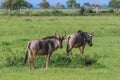 Wild Wildebeest in the Mikumi National Park, Tanzania