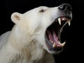 Wild wildlife zoo mammal nature predator white fur teeth dangerous animal