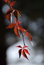 Wild wine virginia creeper autumn time Royalty Free Stock Photo