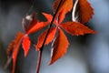 Wild wine virginia creeper autumn time Royalty Free Stock Photo