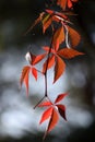 Wild wine virginia creeper autumn time Royalty Free Stock Photo