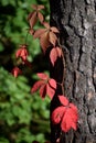 Wild wine virginia creeper autumn time Royalty Free Stock Photo